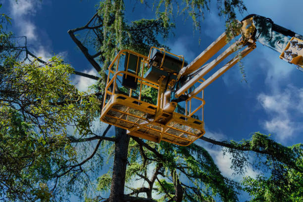 Best Tree Cutting Near Me  in Dayton, NJ